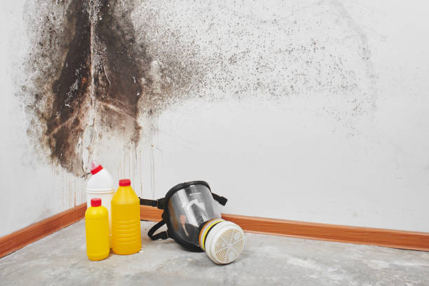 Best Emergency Mold Remediation in Glenwood, MN