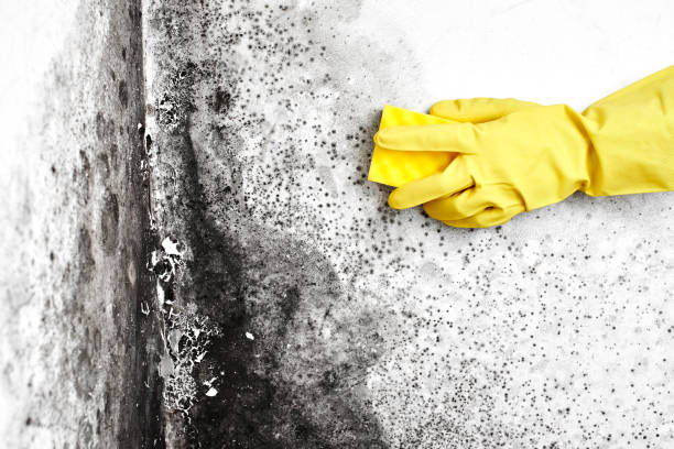 Best Black Mold Remediation in Glenwood, MN