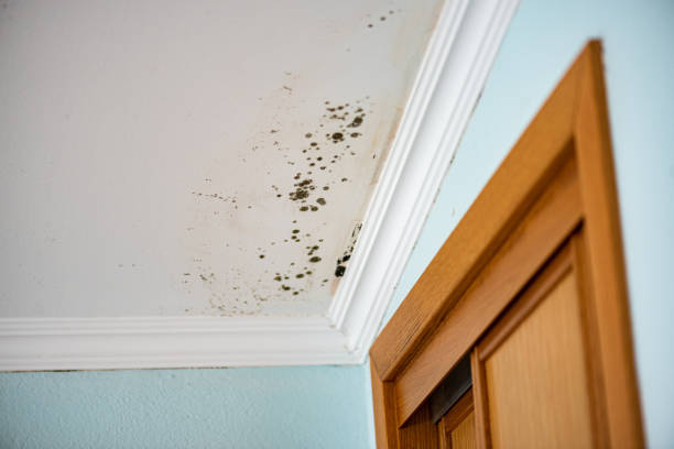 Best Residential Mold Remediation in Glenwood, MN
