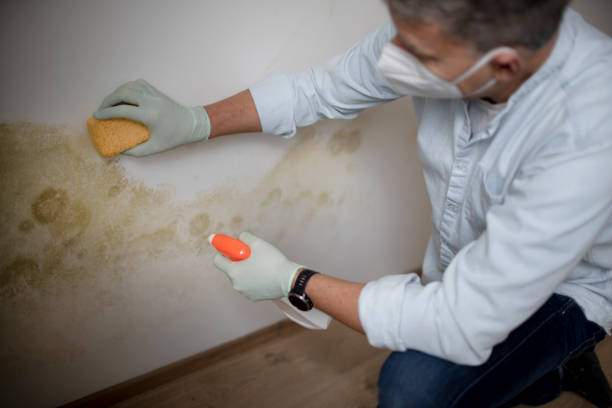 Best Localized Mold Remediation (e.g., coastal areas, humid climates) in Glenwood, MN