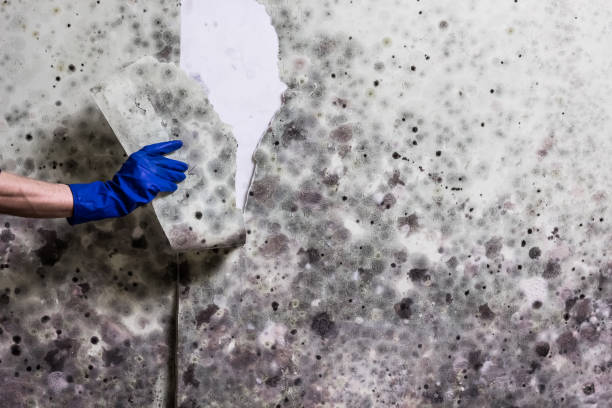 Best Bathroom Mold Remediation in Glenwood, MN